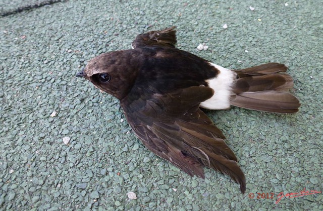 097 Oiseau Martinet des Maisons Apus affinis P1020676awtmk.jpg