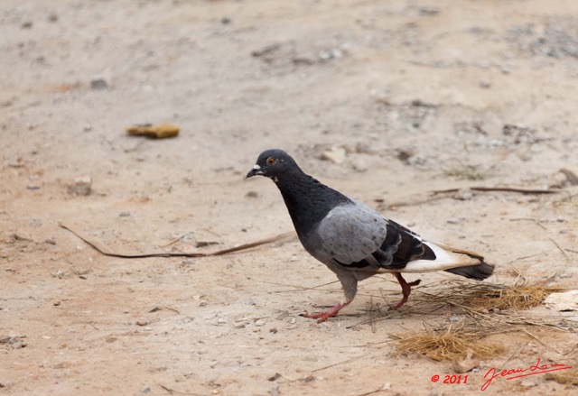 001 MOUKALABA 2 Lebamba Oiseau Pigeon Biset Columbia livia 11E5K2IMG_71635wtmk.jpg.jpg