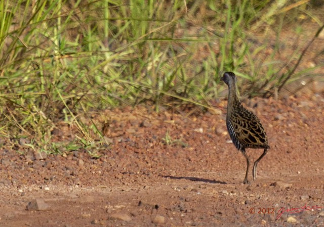 003 Oiseau Rale des Pres Crex egregia 12E5K2IMG_73873awtmk.jpg