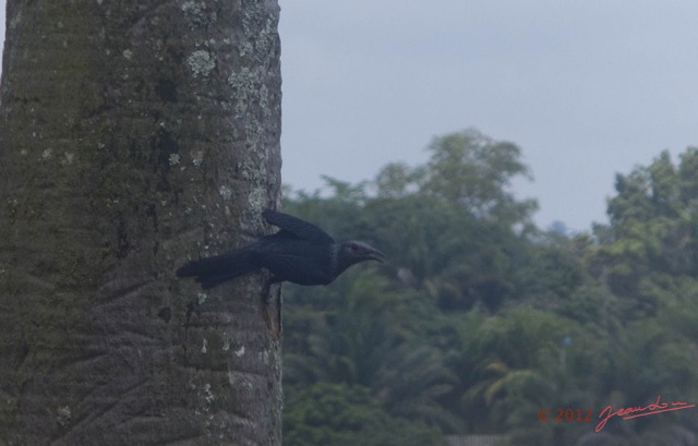 011 Oiseau Drongo Dicrurus sp IMG_3401wtmk.jpg