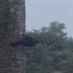 011 Oiseau Drongo Dicrurus sp IMG_3401wtmk.jpg