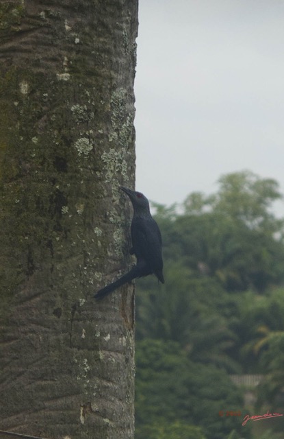 012 Oiseau Drongo Dicrurus sp IMG_3402wtmk.jpg