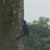 012 Oiseau Drongo Dicrurus sp IMG_3402wtmk.jpg