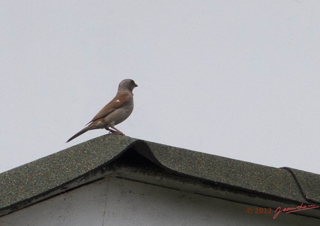013 Oiseau Moineau Gris Passer griseus 12G1XIMG_83412wtmk.jpg