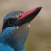 021 Oiseau Martin-Chasseur a Poitrine Bleue Halcyon malimbica 13E5K3IMG_94938wtmk.jpg
