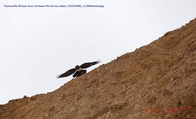 025 Franceville Oiseau Aves Corbeau Pie Corvus albus 15E5K3IMG_115008wtmk.jpg