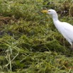 030 Oiseau Aves Pelecaniformes Ardeidae Heron Gardeboeufs Bubulcus ibis Franceville 16E5K3IMG_119021awtmk.jpg