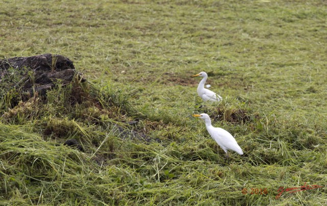 031 Oiseau Aves Pelecaniformes Ardeidae Heron Gardeboeufs Bubulcus ibis Franceville 16E5K3IMG_119021wtmk.jpg