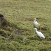 031 Oiseau Aves Pelecaniformes Ardeidae Heron Gardeboeufs Bubulcus ibis Franceville 16E5K3IMG_119021wtmk.jpg