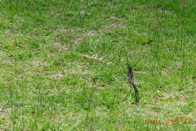 034 Oiseau Aves Passeriformes Viduidae Veuve Dominicaine Vidua macroura M Phase Conversion Franceville 16RX104DSC_100219_DxOwtmk.jpg