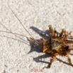 0003 Insecta 09 Orthoptera Ensifera Bradyporidae 18E5K3IMG_180222126348_DxOwtmk.jpg