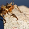 0009 Insecta 09 Orthoptera Ensifera Bradyporidae 18E5K3IMG_180222126365_DxOwtmk.jpg