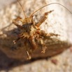 0011 Insecta 09 Orthoptera Ensifera Bradyporidae 18E5K3IMG_180222126370_DxOwtmk.jpg