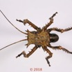 0013 Insecta 08c (FD) Orthoptera Ensifera Bradyporidae 127462 PdCawtmk 150k.jpg