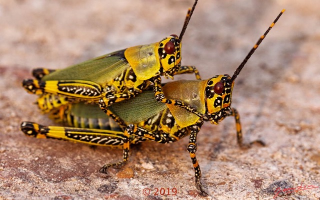 0016 Insecta 013 Orthoptera Pyrgomorphidae Zonocerus variegatus Franceville 18E50DIMG_180722133406_DxO-1wtmk 150k.jpg