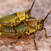 0016 Insecta 013 Orthoptera Pyrgomorphidae Zonocerus variegatus Franceville 18E50DIMG_180722133406_DxO-1wtmk 150k.jpg