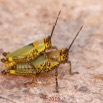 0018 Insecta 013 Orthoptera Pyrgomorphidae Zonocerus variegatus Franceville 18E50DIMG_180722133416_DxOwtmk 150k.jpg