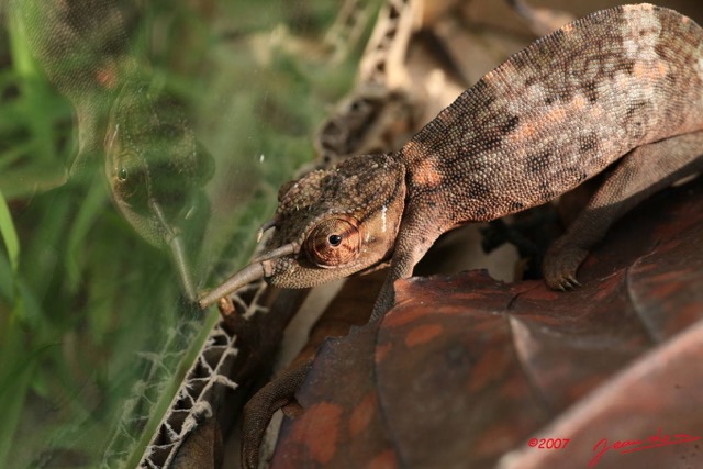 001 Reptilia Squamata Chamaeleonidae Cameleon IMG_4477WTMK.JPG