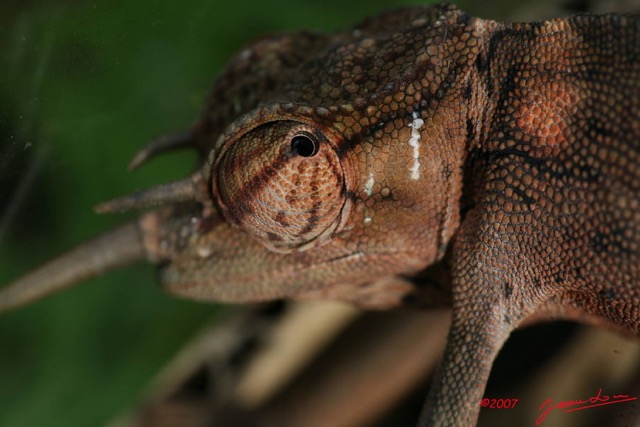 002 Reptilia Squamata Chamaeleonidae Reptile Alive Cameleon IMG_4484WTMK.JPG