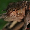 002 Reptilia Squamata Chamaeleonidae Reptile Alive Cameleon IMG_4484WTMK.JPG