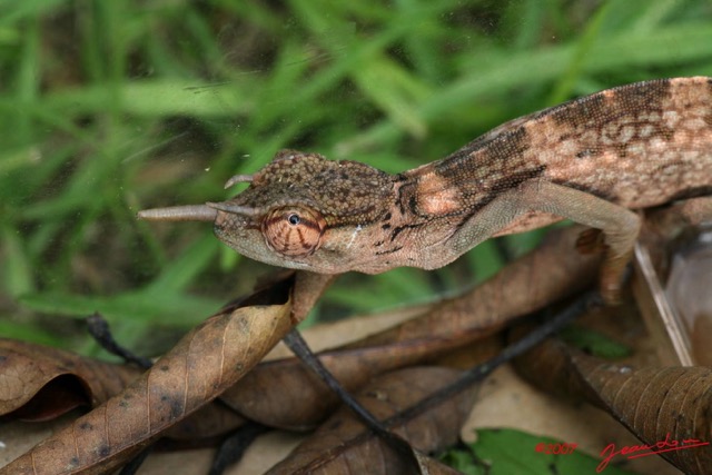 003 Reptilia Squamata Chamaeleonidae Reptile Alive Cameleon IMG_4491WTMK.JPG