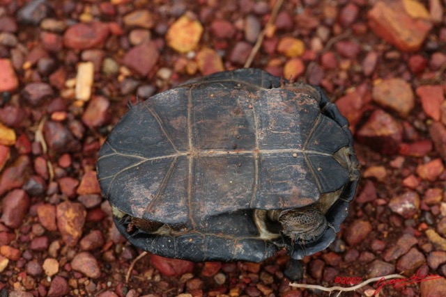 004 Reptilia Testudines Tortue Terrestre 7IMG_7460WTMK.JPG
