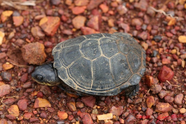 007 Reptilia Testudines Tortue Terrestre 7IMG_7483WTMK.JPG