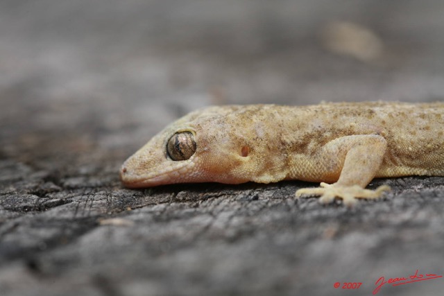 008 Reptilia Squamata Gecko 7EIMG_8943WTMK.JPG