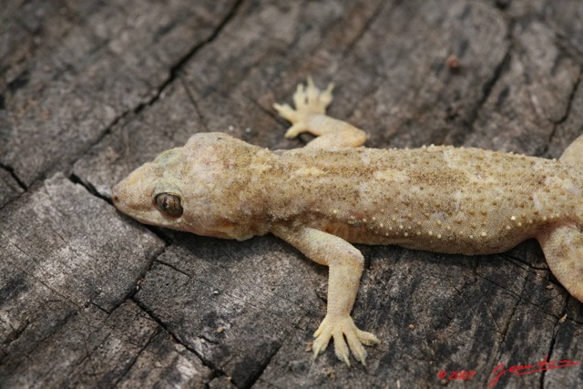 009 Reptilia Squamata Gecko 7EIMG_8944WTMK.JPG