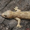 009 Reptilia Squamata Gecko 7EIMG_8944WTMK.JPG