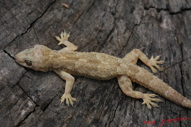 010 Reptilia Squamata Gecko 7EIMG_8949WTMK.JPG