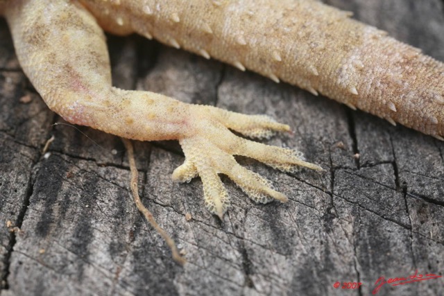 011 Reptilia Squamata Gecko 7EIMG_8952WTMK.JPG