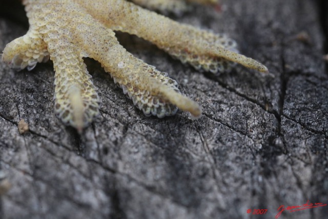 012 Reptilia Squamata Gecko 7EIMG_8953WTMK.JPG