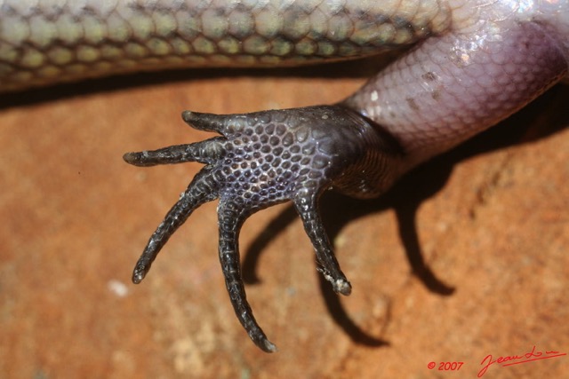 024 Reptilia Squamata Scincidae Lygosoma fernandii 7EIMG_1385WTMK.JPG