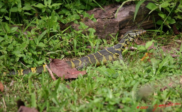 026 Reptilia Squamata Varanidae Varan Varanus ornatus 7EIMG_2804wtmk.JPG