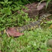 026 Reptilia Squamata Varanidae Varan Varanus ornatus 7EIMG_2804wtmk.JPG