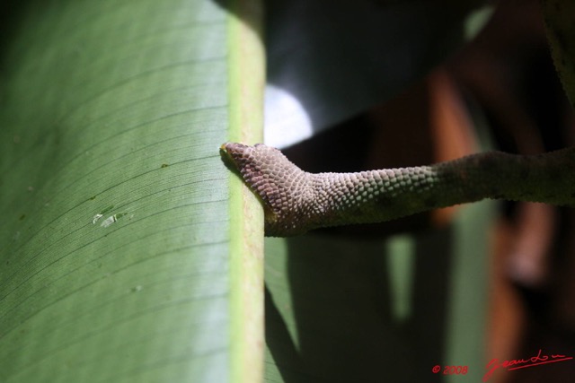 030 Reptilia Squamata Chamaeleonidae Cameleon 8EIMG_14673WTMK.JPG