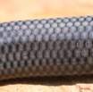 033 Reptilia Squamata Scincidae 04 Feylinia currori 8EIMG_25633WTMK.jpg