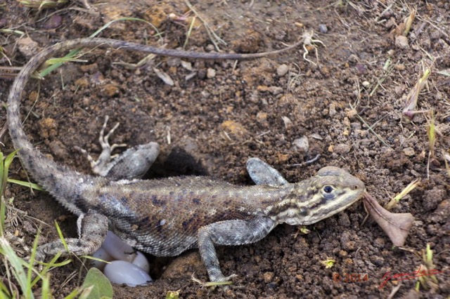 065 Reptilia Squamata Agamidae Agama agama Femelle a la Ponte 14G1XIMG_101525wtmk.jpg