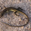 067 Reptilia Squamata Scincidae Trachylepis albilabris f 13E5K3IMG_94545wtmk.jpg