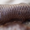 069 Reptilia Squamata Scincidae Trachylepis albilabris f 13E50IMG_32994wtmk.jpg
