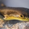 073 Reptilia Squamata Scincidae Trachylepis albilabris f 13E5K3IMG_94566wtmk.jpg
