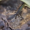 074 Reptilia Squamata Scincidae Trachylepis albilabris f 13E5K3IMG_94564wtmk.jpg