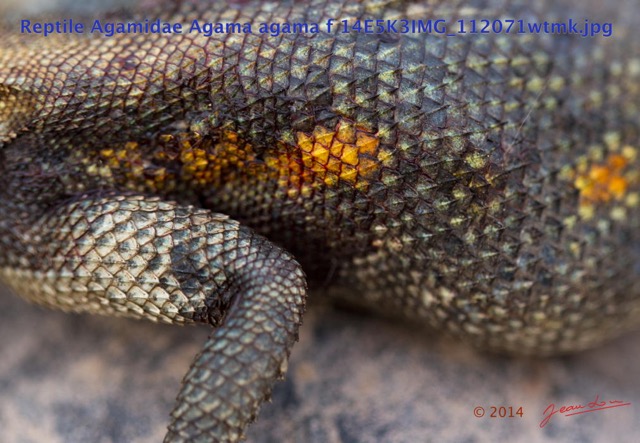 079 Reptilia Squamata Agamidae Agama agama f 14E5K3IMG_112071wtmk.jpg