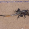 085 Reptilia Squamata Agamidae Agama lebretoni m 14E5K3IMG_112029wtmk.jpg