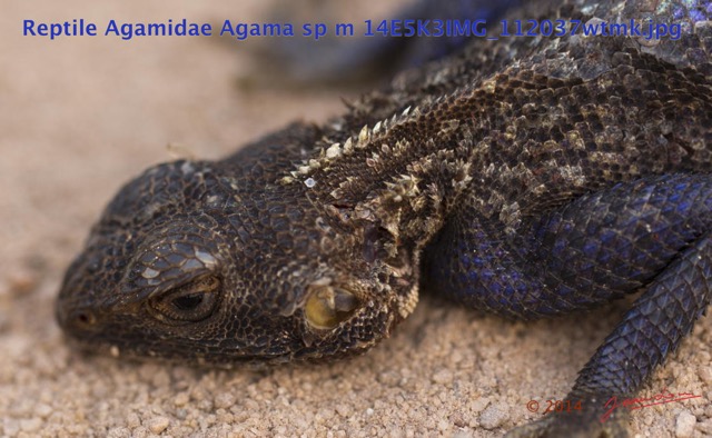 087 Reptilia Squamata Agamidae Agama lebretoni m 14E5K3IMG_112037wtmk.jpg