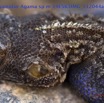 088 Reptilia Squamata Agamidae Agama lebretoni m 14E5K3IMG_112044awtmk.jpg