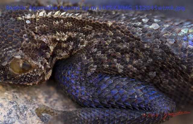 090 Reptilia Squamata Agamidae Agama lebretoni m 14E5K3IMG_112045wtmk.jpg