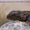 091 Reptilia Squamata Agamidae Agama lebretoni m 14E5K3IMG_112046wtmk.jpg