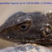 092 Reptilia Squamata Agamidae Agama lebretoni m 14E5K3IMG_112046awtmk.jpg